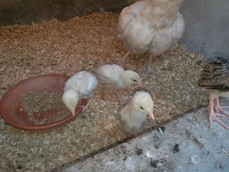 White Heera Chicks 1