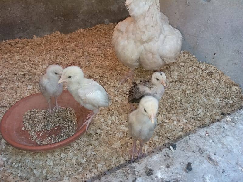 White Heera Chicks 2