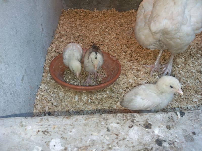 White Heera Chicks 3