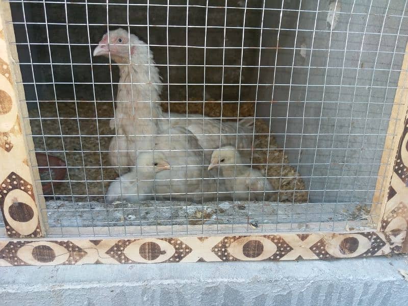 White Heera Chicks 4