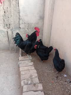 australorp