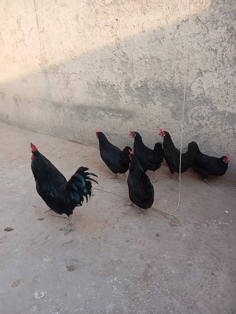 australorp | lohman brown | australorp hens |eggs laying hens | eggs 5