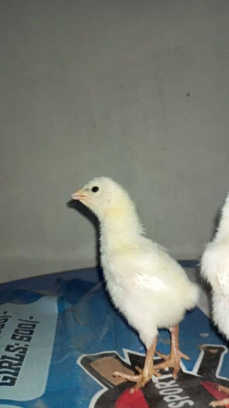 GERMAN O SHAMO CHICKS 03168035881 2