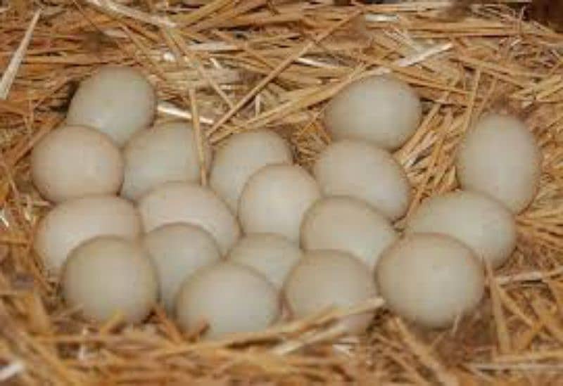 Khaki Camel duck eggs 0