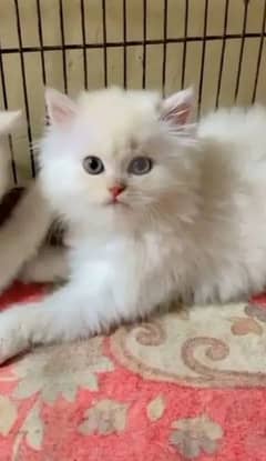 Persian cat for sale male or female