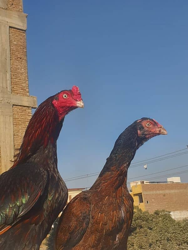 Mianwali Breeder Pair 0