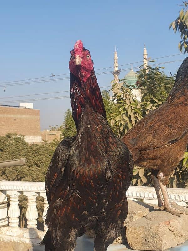 Mianwali Breeder Pair 6