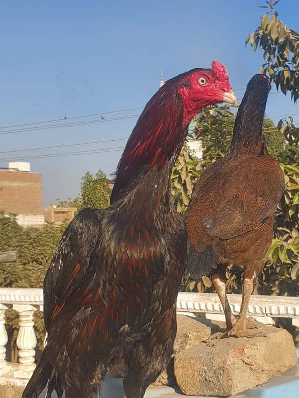 Mianwali Breeder Pair 7