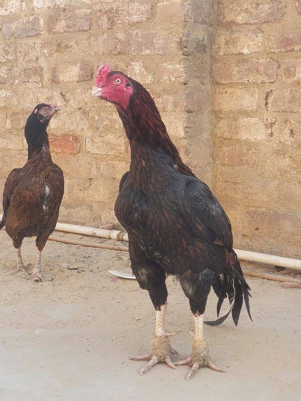 Mianwali Breeder Pair 8