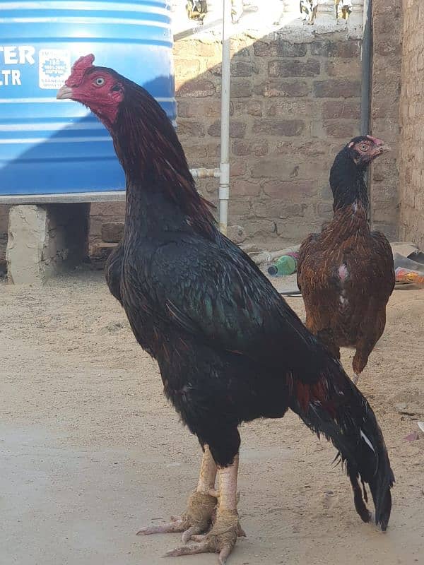 Mianwali Breeder Pair 9