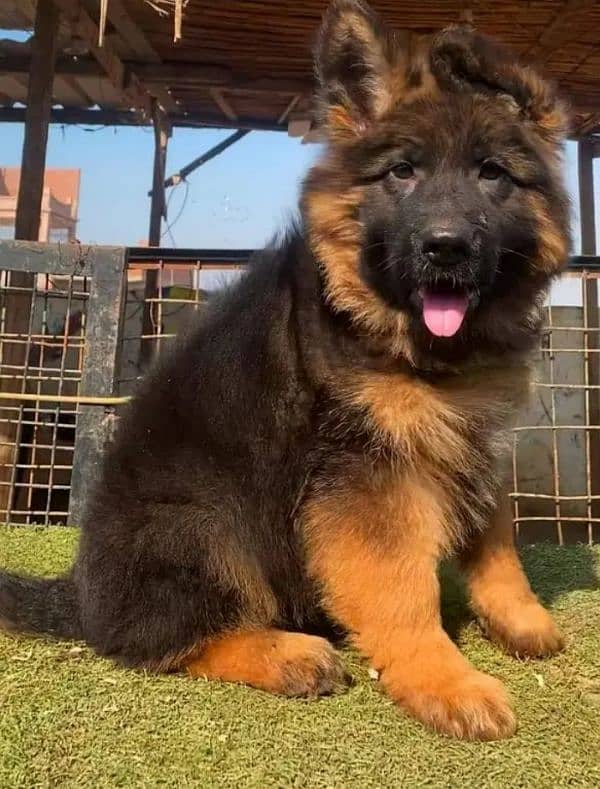 German Shepherd puppies 03262839519 4