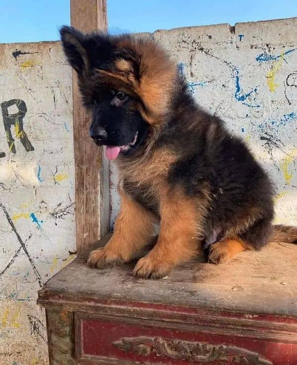 German Shepherd puppies 03262839519 5