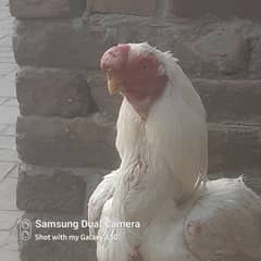 White parat beek male for sale exchange posibal