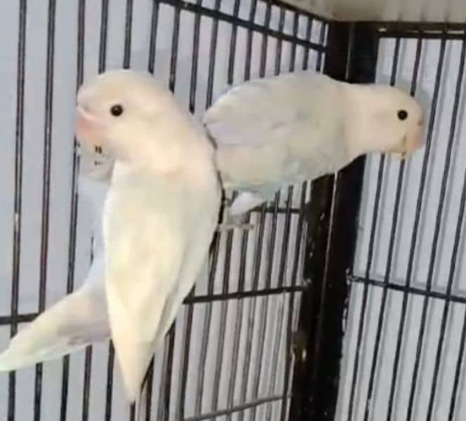 love bird albino black eyes barreder pair ? 03224690184 0