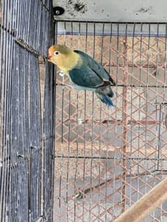 love bird breeder male par blue