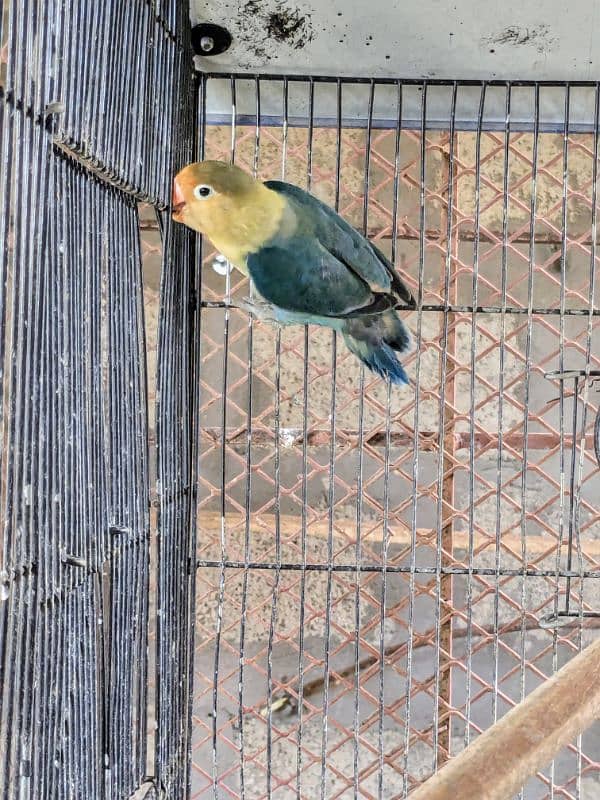 love bird breeder male par blue 0