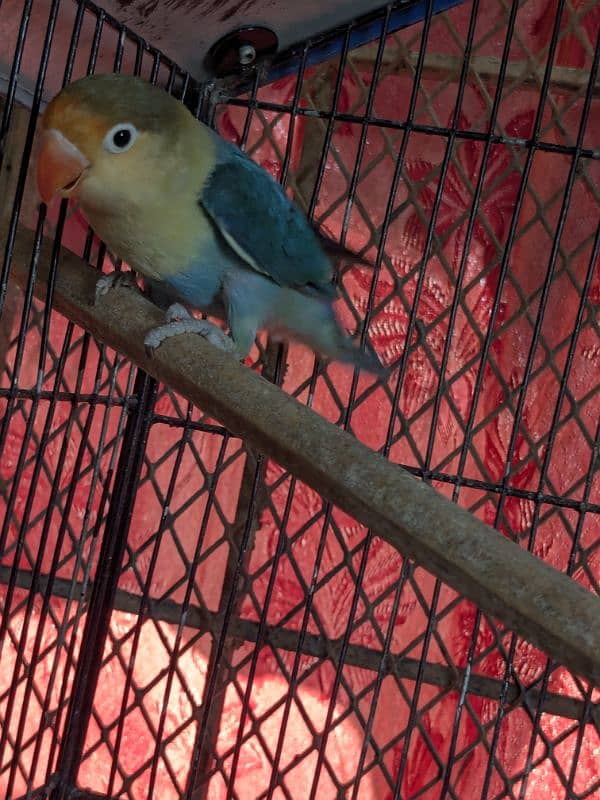 love bird breeder male par blue 2