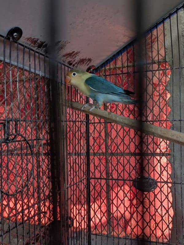 love bird breeder male par blue 4