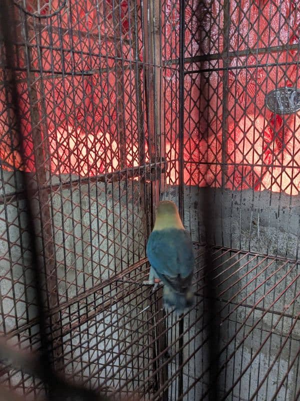 love bird breeder male par blue 5