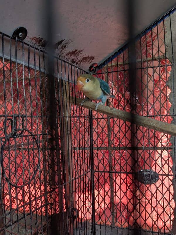 love bird breeder male par blue 6