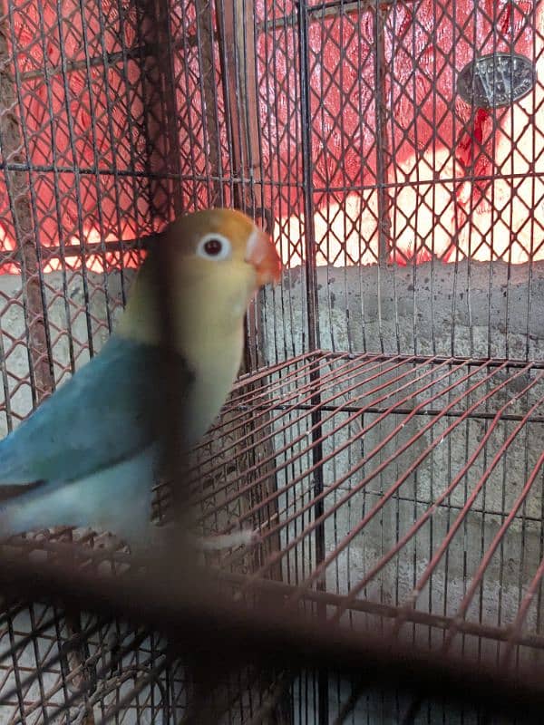 love bird breeder male par blue 7