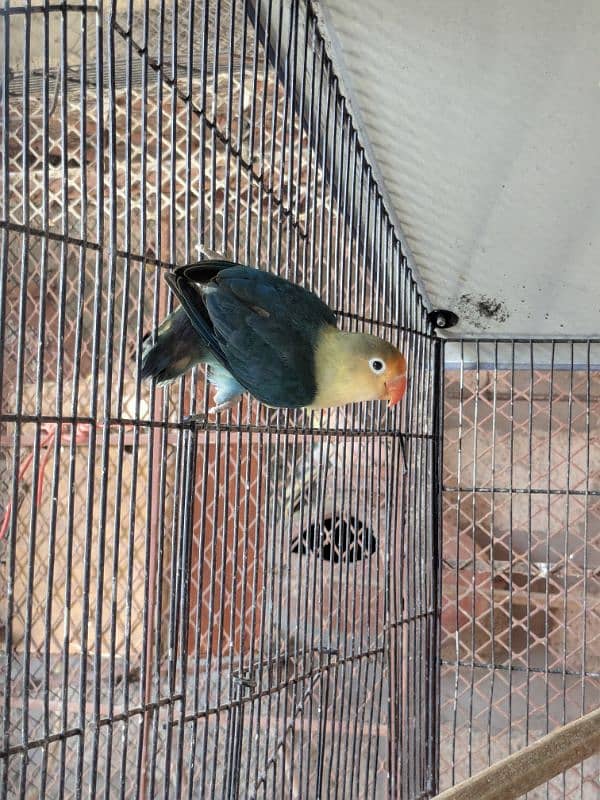 love bird breeder male par blue 8