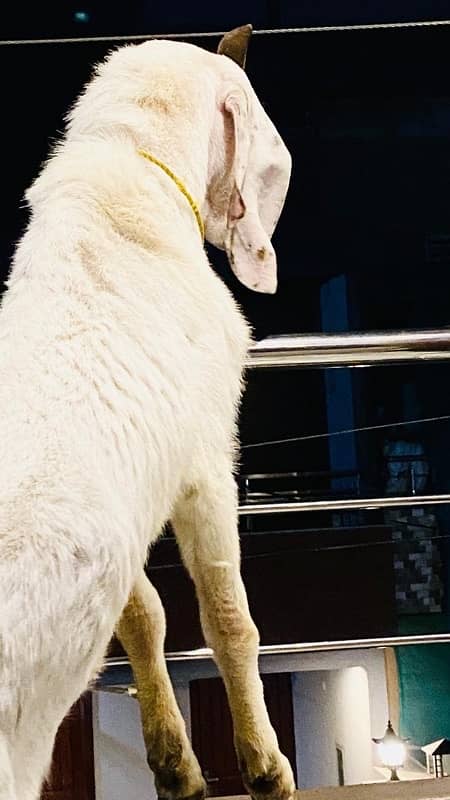 Ghar ka Pala hua Desi Bakra Donda 0