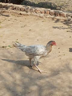 hen