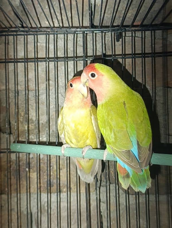 Love Birds Breeder Male and Female for sale 9