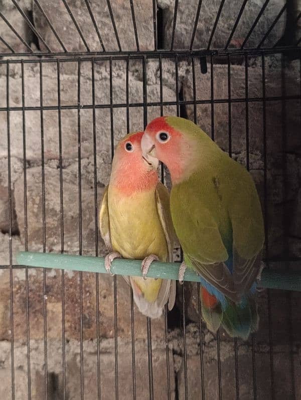 Love Birds Breeder Male and Female for sale 10