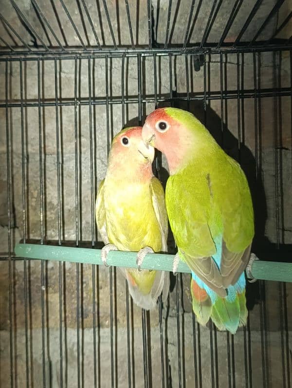 Love Birds Breeder Male and Female for sale 11