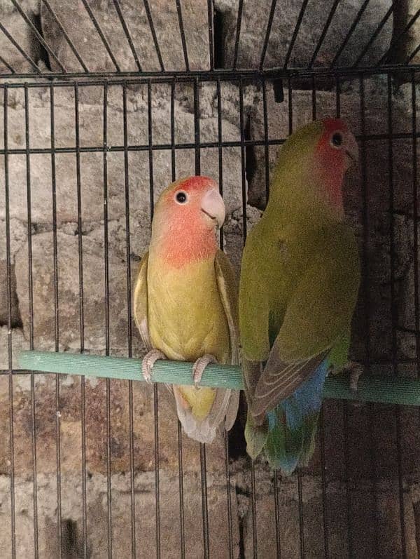 Love Birds Breeder Male and Female for sale 12