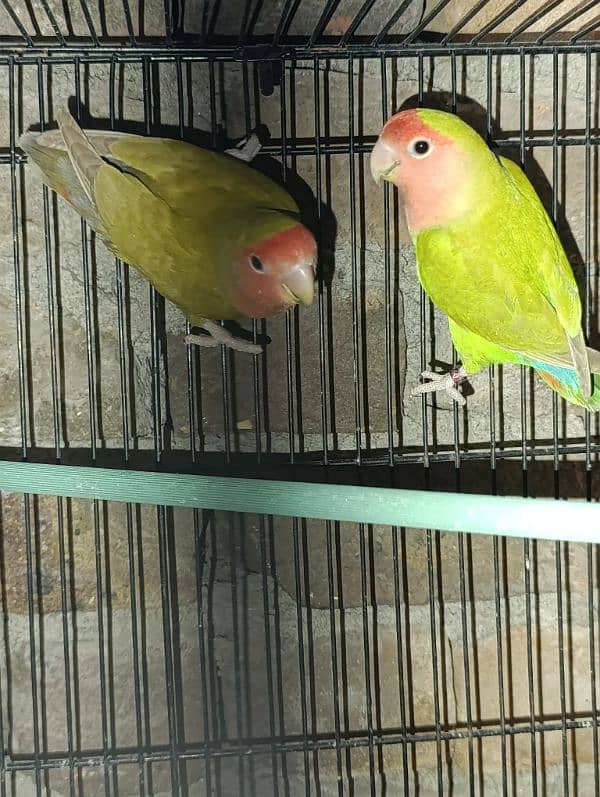 Love Birds Breeder Male and Female for sale 13