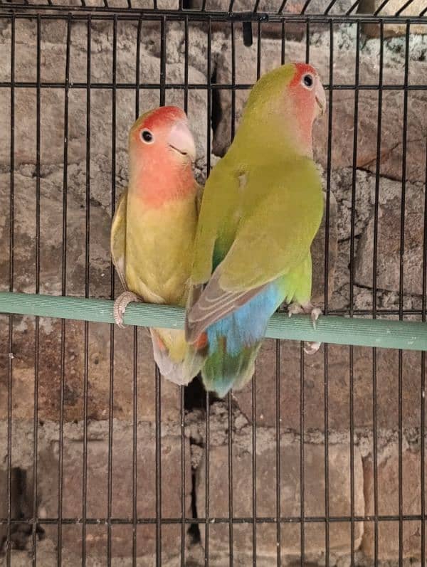 Love Birds Breeder Male and Female for sale 14