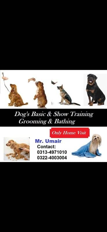 Pet Grooming Services 0