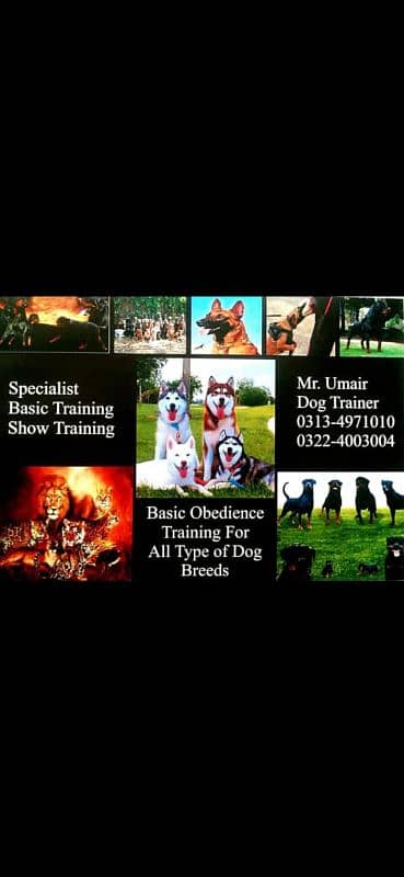 Pet Grooming Services 4