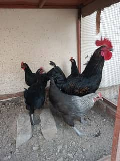 1 roster and 4 hen For sale Hen andey de Rahi hay