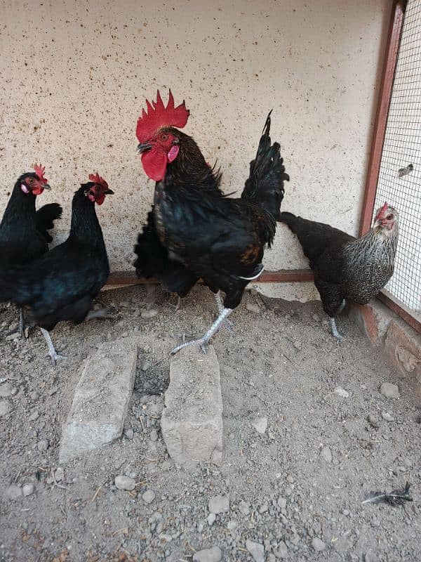 1 roster and 4 hen For sale Hen andey de Rahi hay 1