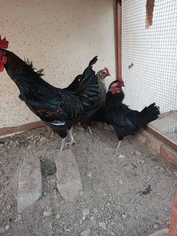 1 roster and 4 hen For sale Hen andey de Rahi hay 2