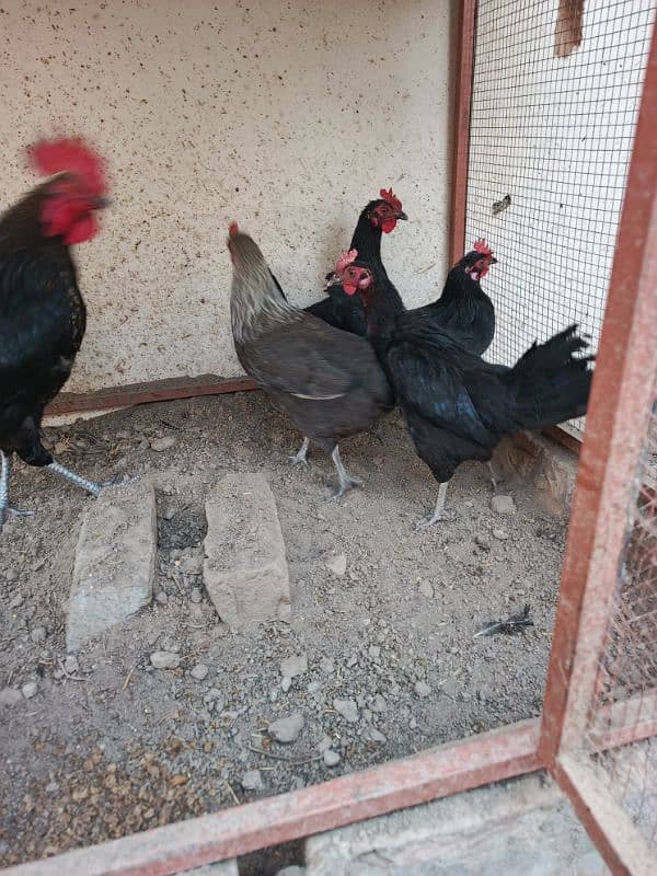 1 roster and 4 hen For sale Hen andey de Rahi hay 3