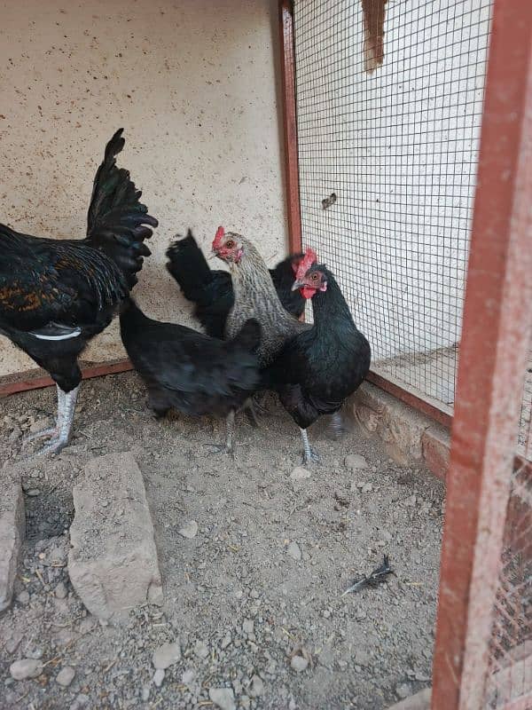 1 roster and 4 hen For sale Hen andey de Rahi hay 4