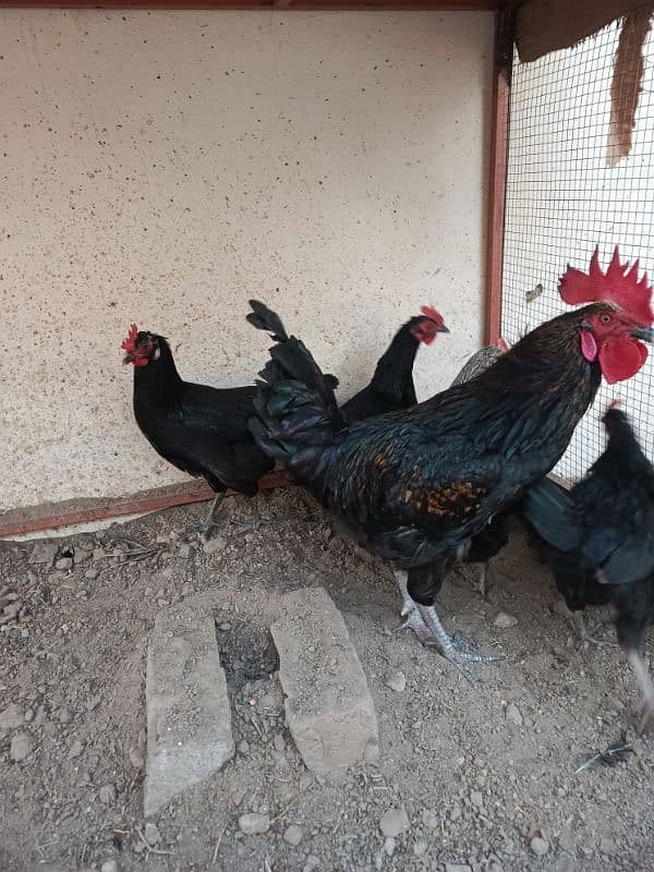 1 roster and 4 hen For sale Hen andey de Rahi hay 5