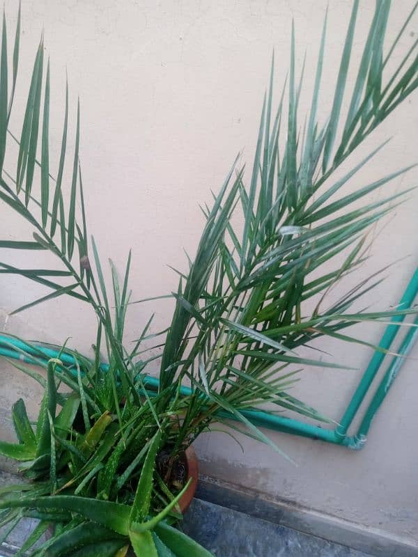 "Aiwa  Khajoor 2 Adad  3 yearOldDate Palm Plant – Healthy& Well-Grown" 0