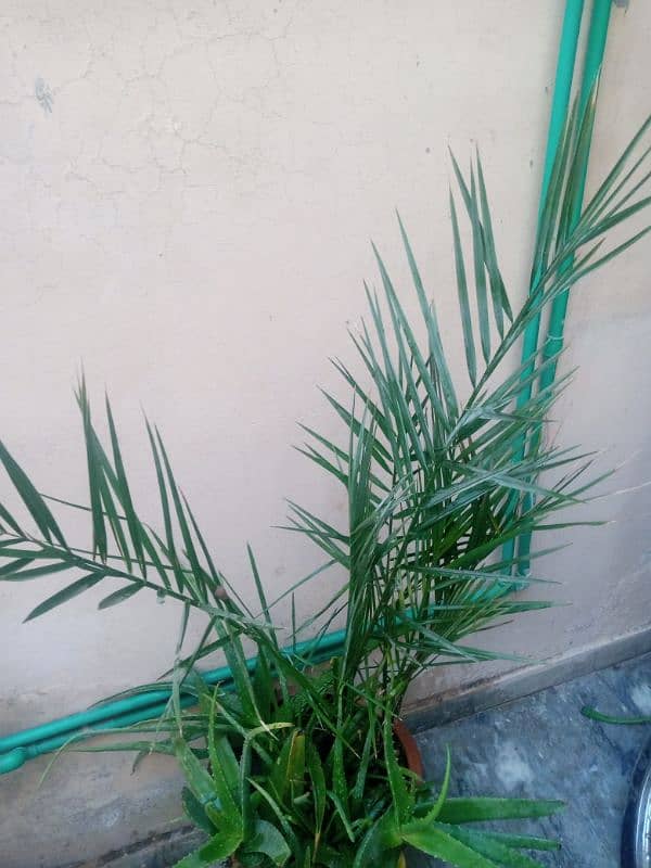 "Aiwa  Khajoor 2 Adad  3 yearOldDate Palm Plant – Healthy& Well-Grown" 1