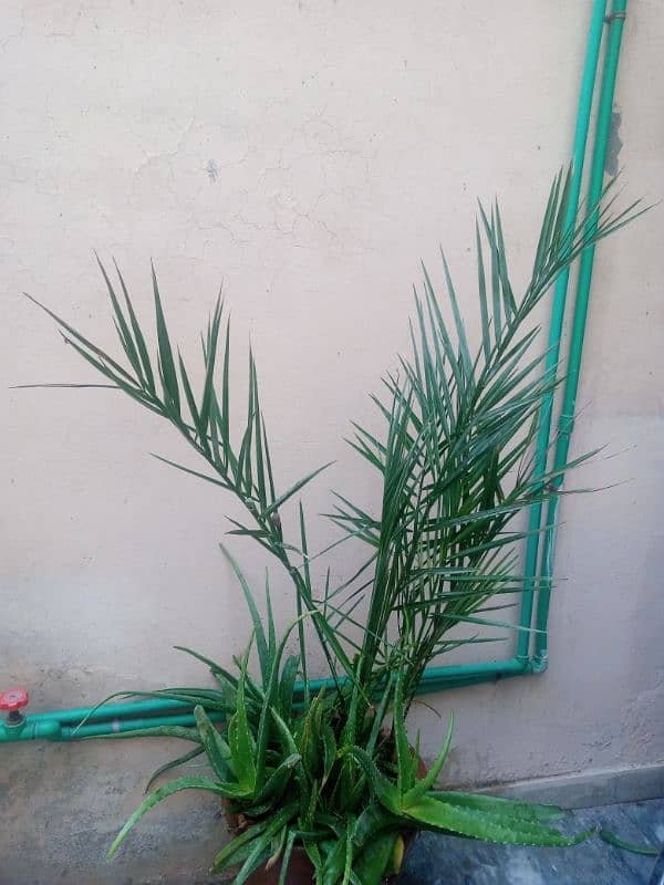 "Aiwa  Khajoor 2 Adad  3 yearOldDate Palm Plant – Healthy& Well-Grown" 2