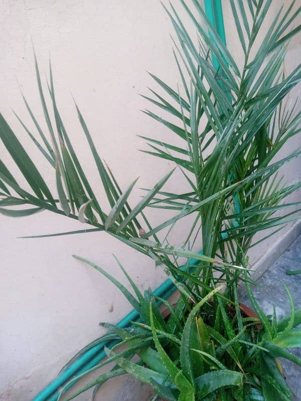 "Aiwa  Khajoor 2 Adad  3 yearOldDate Palm Plant – Healthy& Well-Grown" 3