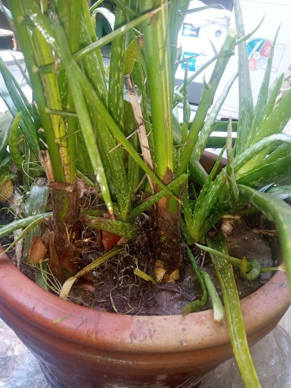 "Aiwa  Khajoor 2 Adad  3 yearOldDate Palm Plant – Healthy& Well-Grown" 4