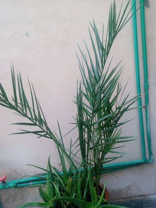 "Aiwa  Khajoor 2 Adad  3 yearOldDate Palm Plant – Healthy& Well-Grown" 5