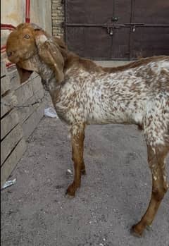 Makhi cheena | Bakra | Goat For Sale