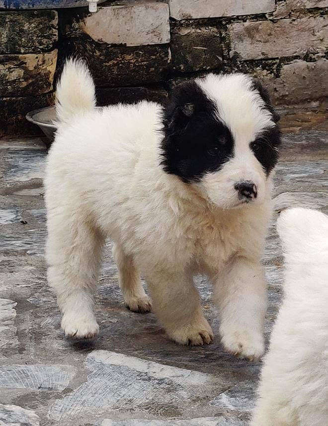 Afghan Kochi Pair / Afghan Kochi Puppies For Sale 0